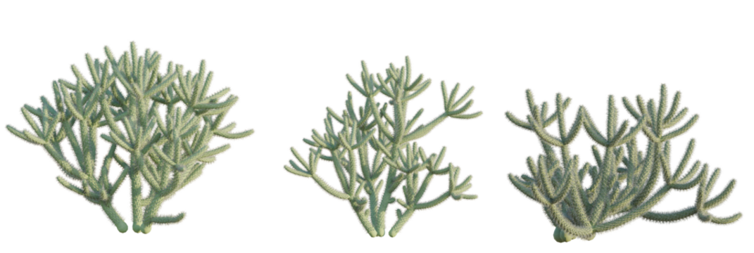 Cylindropuntia spinosior tree plan, top view, cutout, transparent background, isolate, Three textured desert succulents with spiky branches, perfect for botanical projects