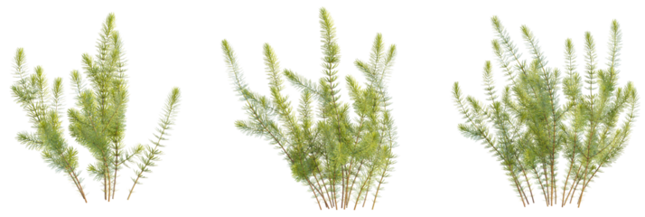 Ceratophyllum demersum tree plan, top view, cutout, transparent background, isolate, Vibrant green aquatic plants isolated on black, perfect for design projects
