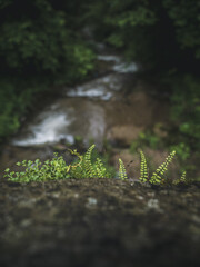 Delicate green ferns sprout from a mossy rock above a flowing forest stream. The blurred background and soft light create a tranquil, natural atmosphere.