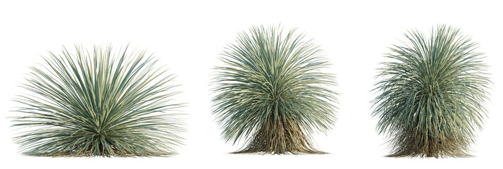 Dasylirion wheeleri tree plan, top view, cutout, transparent background, isolate, Three vibrant desert plants with long, textured leaves, ideal for design.