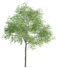 Obraz premium Carya ovata tree plan, top view, cutout, transparent background, isolate, Vibrant tree with lush green foliage, perfect for nature-themed designs