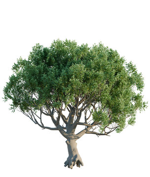 Ceratonia siliqua tree plan, top view, cutout, transparent background, isolate, Lush green tree isolated on black, perfect for nature, design, or branding