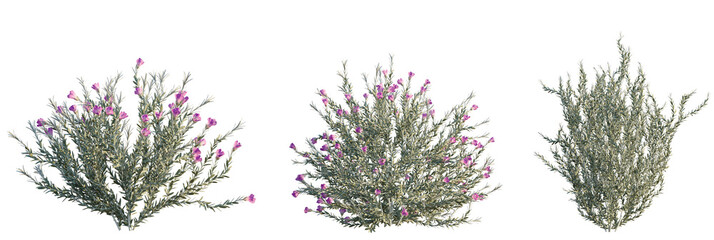 Eremophila nivea tree plan, top view, cutout, transparent background, isolate, Elegant blooming desert wildflowers with vibrant purple blossoms in sunlight © DH Tree Stock