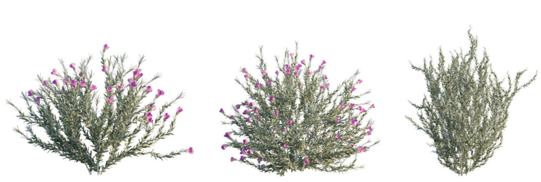 Eremophila nivea tree plan, top view, cutout, transparent background, isolate, Elegant blooming desert wildflowers with vibrant purple blossoms in sunlight