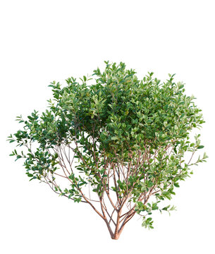 Arbutus unedo tree plan, top view, cutout, transparent background, isolate, Lush green shrub isolated on black, perfect for landscape design projects