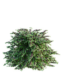 Callicarpa americana tree plan, top view, cutout, transparent background, isolate, Dense beautyberry shrub with vibrant purple berries and lush green leaves © DH Tree Stock