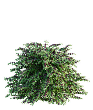 Callicarpa americana tree plan, top view, cutout, transparent background, isolate, Dense beautyberry shrub with vibrant purple berries and lush green leaves