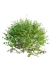 Buxus sempervirens Suffruticosa tree plan, top view, cutout, transparent background, isolate, Lush green bush with vibrant leaves, perfect for landscaping projects.