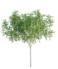 Obraz premium Cladrastis kentukea tree plan, top view, cutout, transparent background, isolate, Graceful flowering tree with delicate white blossoms in full bloom