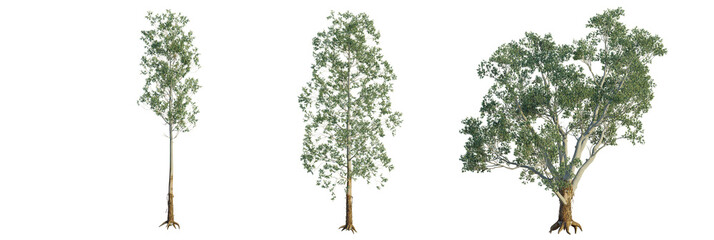 Eucalyptus grandis tree plan, top view, cutout, transparent background, isolate, Discover elegant eucalyptus trees for your next design project © DH Tree Stock