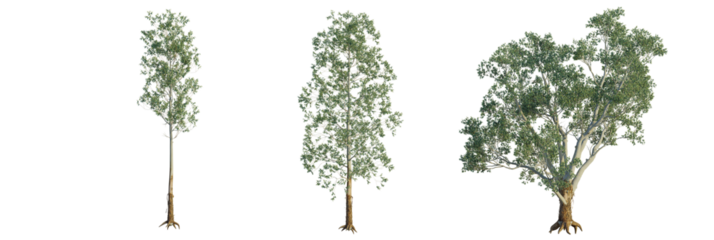 Eucalyptus grandis tree plan, top view, cutout, transparent background, isolate, Discover elegant eucalyptus trees for your next design project