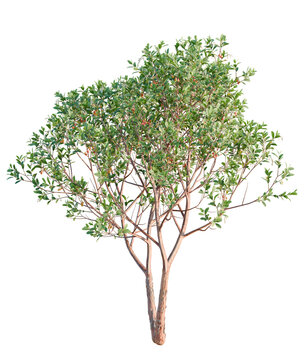 Arbutus unedo tree plan, top view, cutout, transparent background, isolate, Elegant manzanita tree with vibrant leaves, perfect for landscape design