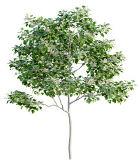 Catalpa speciosa tree plan, top view, cutout, transparent background, isolate, Delicate white blossoms adorn lush green tree in full spring bloom