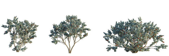 Eucalyptus pauciflora tree plan, top view, cutout, transparent background, isolate, Native...