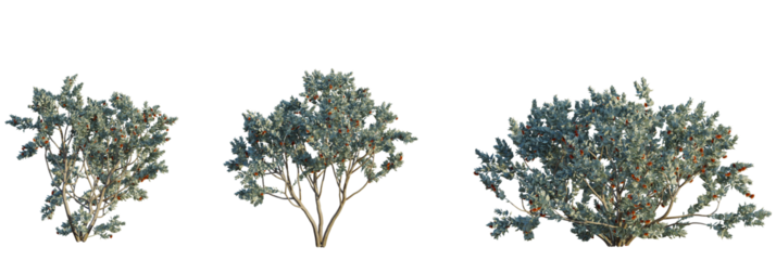 Eucalyptus pauciflora tree plan, top view, cutout, transparent background, isolate, Native Australian bottlebrush shrubs add a touch of unique beauty