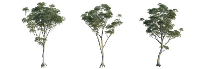 Eucalyptus scoparia tree plan, top view, cutout, transparent background, isolate, Stunning eucalyptus trees with detailed bark and lush green foliage © DH Tree Stock