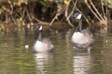 Pair of Canada geese (Branta canadensis) wading in the Sacramento River near Turtle Bay Exploration Park in Redding, California.