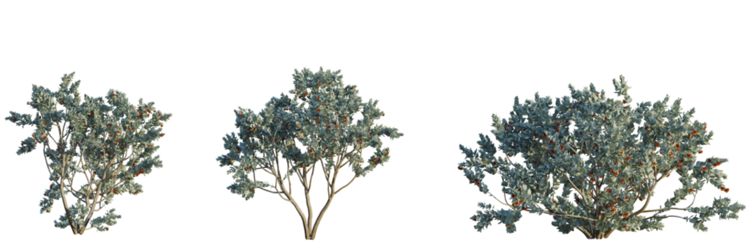 Eucalyptus pauciflora tree plan, top view, cutout, transparent background, isolate, Native Australian bottlebrush shrubs add a touch of unique beauty