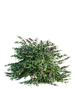Callicarpa americana tree plan, top view, cutout, transparent background, isolate, Ornamental shrub with vibrant purple berries for landscape design use