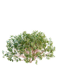 Obraz premium Cornus sanguinea tree plan, top view, cutout, transparent background, isolate, Dogwood shrub blooming prolifically, ideal for garden design projects