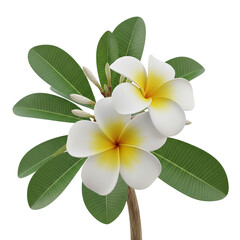 flower plumeria