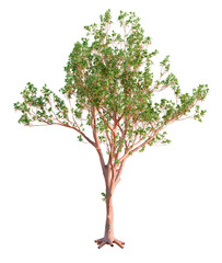 Obraz premium Arbutus menziesii tree plan, top view, cutout, transparent background, isolate, Vibrant green tree with textured bark and spreading branches, perfect for design