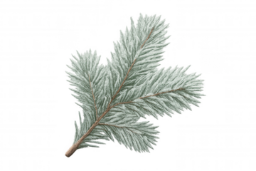 Fir tree branch covered in snow, winter evergreen plant for christmas and holiday decoration, transparent background