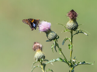 Obraz premium A Silver-spotted Skipper nectaring on native (to the U.S.) Tall Thistle.