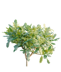 Aucuba japonica tree plan, top view, cutout, transparent background, isolate, Lush plant with vibrant green foliage adds fresh touch to designs