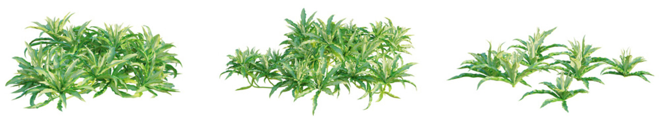 Pogostemon helferi tree plan, top view, cutout, transparent background, isolate, Vibrant green...