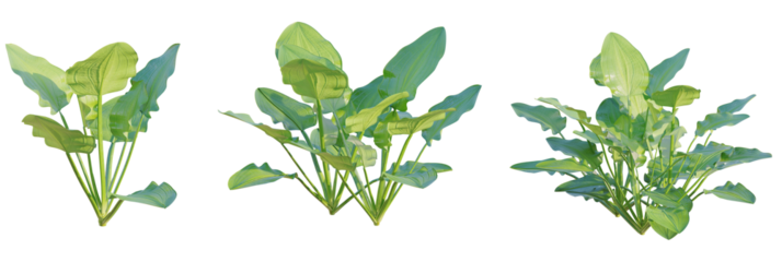 Echinodorus cordifolius tree plan, top view, cutout, transparent background, isolate, Beautiful water hyacinth plants offering tropical aquatic garden appeal