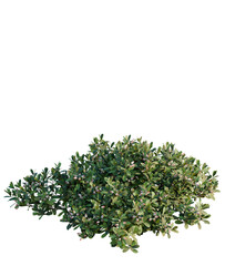 Arctostaphylos uva-ursi tree plan, top view, cutout, transparent background, isolate, Lush green shrub with delicate pink buds, perfect for natural design elements