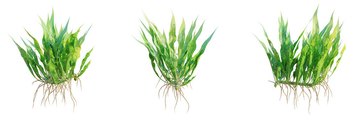 Microsorum pteropus tree plan, top view, cutout, transparent background, isolate, Lush vibrant green plant cluster with roots, isolated botanical element