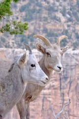 Bighorn sheep