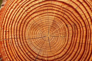 Close-up view of tree rings showing growth patterns and age of the wood