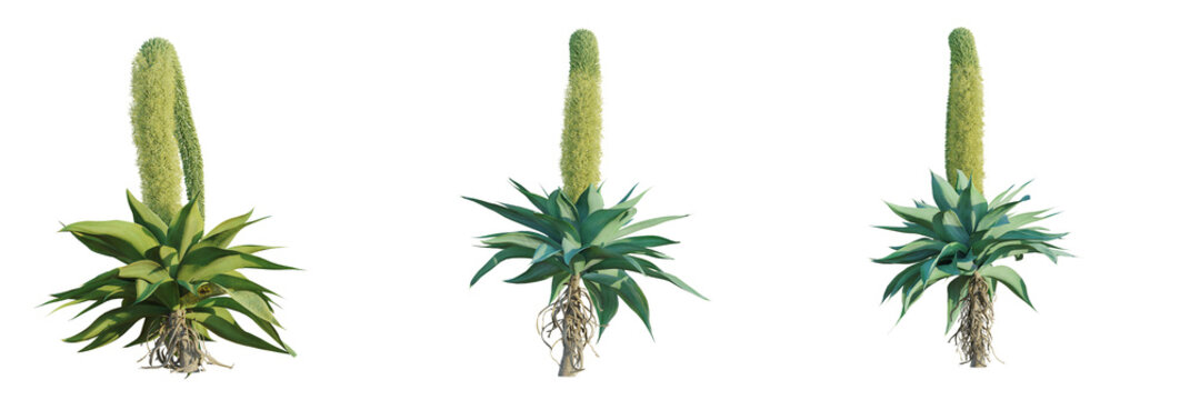 Fototapeta Agave attenuata tree plan, top view, cutout, transparent background, isolate, Vibrant agave plant with tall bloom and exposed roots, perfect for desert themes