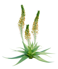 Fototapeta premium Bulbine latifolia tree plan, top view, cutout, transparent background, isolate, Stunning yellow flowering plant with lush green leaves on black