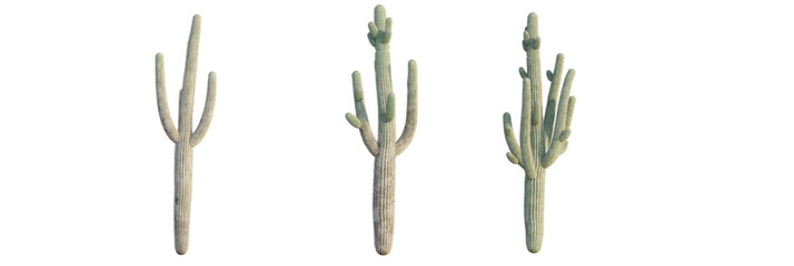 Carnegiea gigantea tree plan, top view, cutout, transparent background, isolate, Majestic Saguaro...