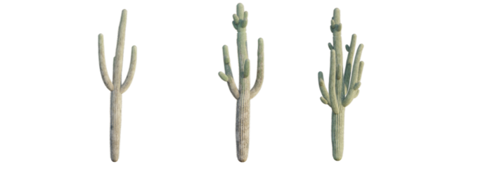 Carnegiea gigantea tree plan, top view, cutout, transparent background, isolate, Majestic Saguaro cacti stand tall, showcasing desert resilience and natural beauty
