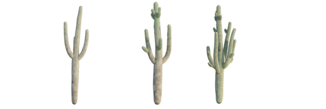 Carnegiea gigantea tree plan, top view, cutout, transparent background, isolate, Majestic Saguaro cacti stand tall, showcasing desert resilience and natural beauty