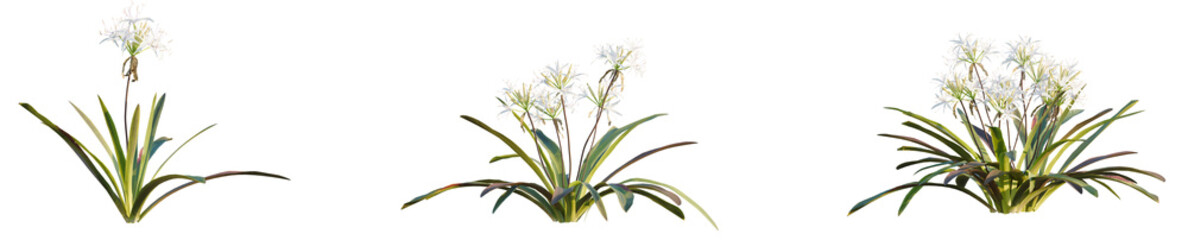 Crinum Americanum Tree Plan Top