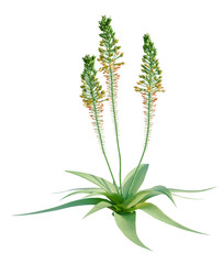 Bulbine latifolia tree plan, top view, cutout, transparent background, isolate, Elegant desert plant with delicate spires of bloom and broad green leaves