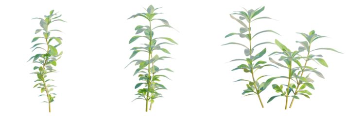 Hygrophila polysperma tree plan, top view, cutout, transparent background, isolate, Vibrant green plants with lush leaves, perfect for nature projects