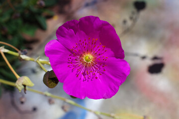 Calandrinia grandiflora Rock Purslane flower