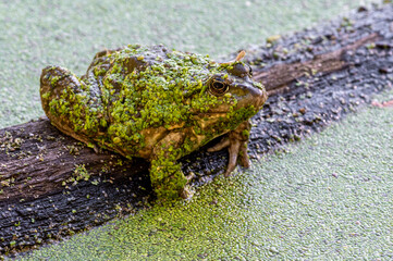 Żaba wodna (Pelophylax kl. esculentus, syn. Rana esculenta, Rana kl. esculenta) lub żaba zielona z rzęsą © Henryk Niestrój