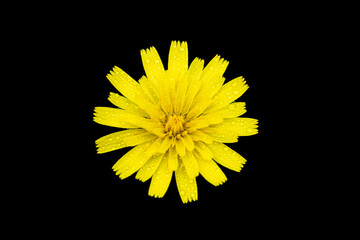 żółty kwiat na czarnym tle centralnie © Henryk Niestrój