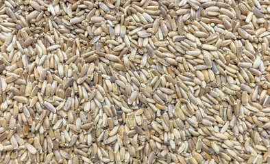 Close up photo of milk thistle.