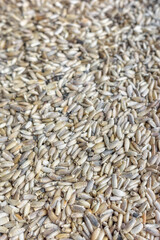 Close up photo of milk thistle.