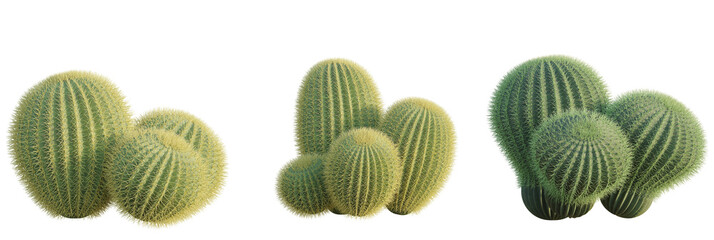 Echinocactus grusonii tree plan, top view, cutout, transparent background, isolate, Golden barrel cactus cluster thrives, bringing desert beauty indoors