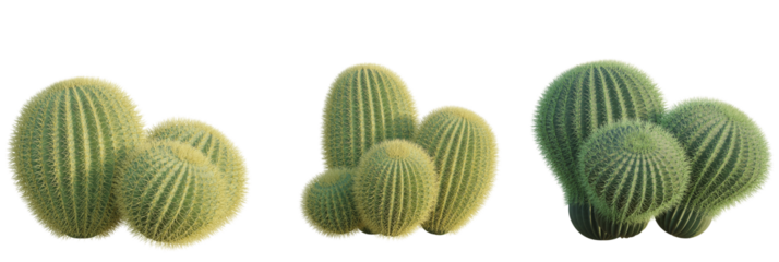 Echinocactus grusonii tree plan, top view, cutout, transparent background, isolate, Golden barrel cactus cluster thrives, bringing desert beauty indoors